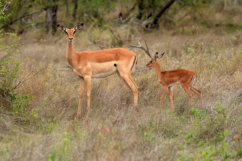 Black Heeler Antelope, (Aepyceros melampus), adult, female, young animal, mother with young animal, Kruger National Park, Kruger National Park, South Africa, Africa