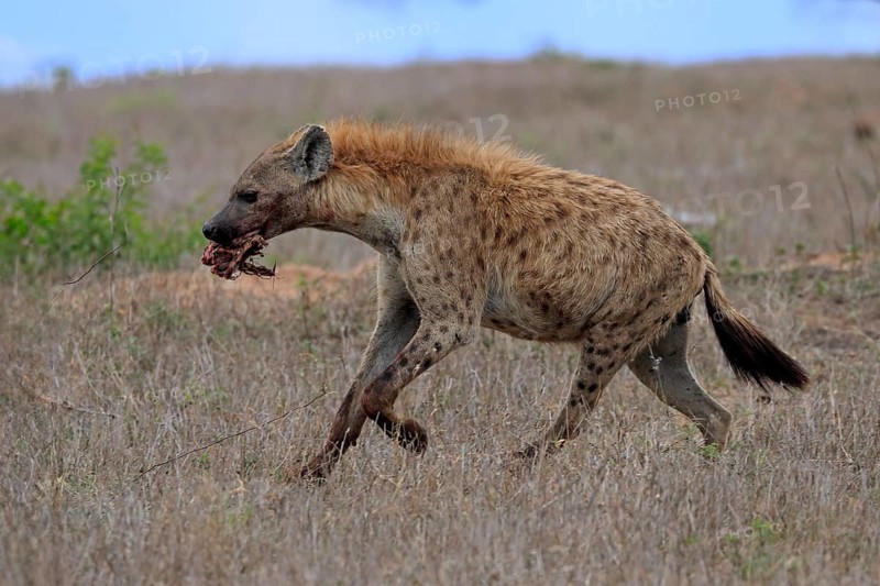 Spotted hyena (Crocuta crocuta), adult, with prey, carrying prey, running, Sabi Sand Game Reserve, Kruger National Park, Kruger National Park, South Africa, Africa
