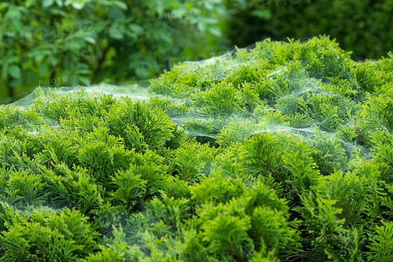 Thuja Occidentalis, western red cedar shrub with beautiful spider net in sunlight in the garden, natural texture