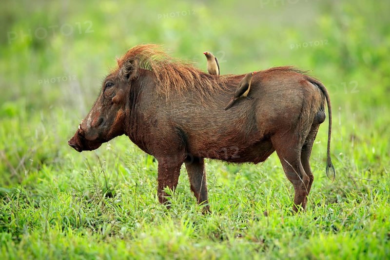 Warthog, (Phacochoerus aethiopicus), with red beak Oxpecker, (Buphagus erythrorhynchus), adult, foraging, alert, Kruger National Park, Kruger National Park, South Africa, Africa