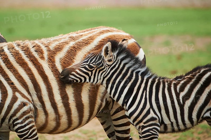Plains zebra (Equus quagga) foal, portrait, captive, distribution Africa