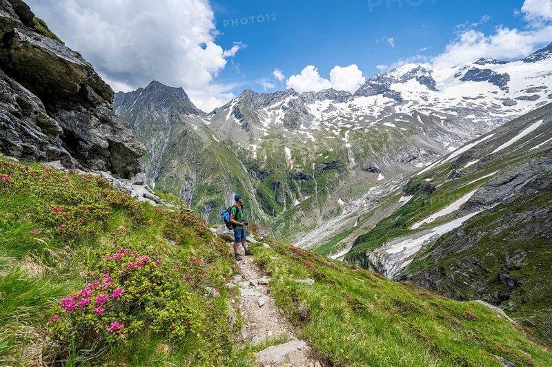 Mountaineer on hiking trail in picturesque mountain landscape with blooming alpine roses, in the background mountain peak Grosser Loeffler with glacier Floitenkees, valley Floitengrund, Berliner Hoehenweg, Zillertal Alps, Tyrol, Austria, Europe
