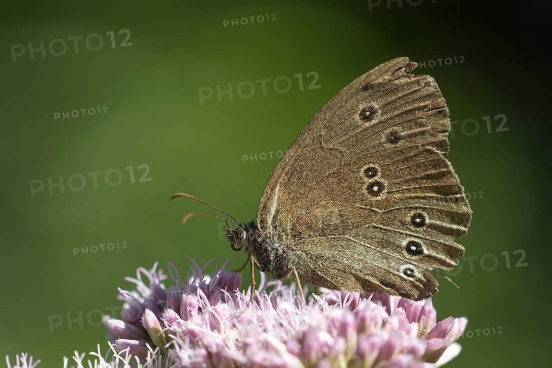 Ringlet (Aphantopus hyperantus), Gahlen, North Rhine-Westphalia, Germany, Europe