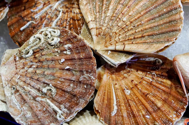 Scallops, Campo de la Pescaria fish market, Rialto market, San Polo neighbourhood, Venice, Veneto, Italy, Europe