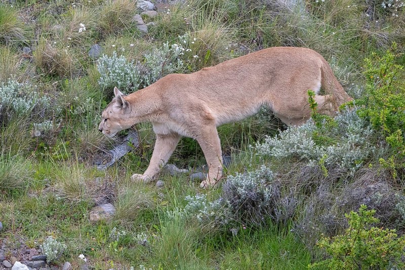 Cougar (Cougar concolor), silver lion, mountain lion, cougar, panther, small cat, Torres del Paine National Park, Patagonia, end of the world, Chile, South America