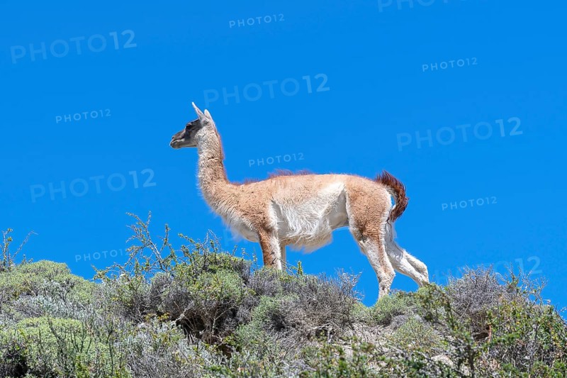 Guanaco (Llama guanicoe), Huanako, Torres del Paine National Park, Patagonia, End of the World, Chile, South America
