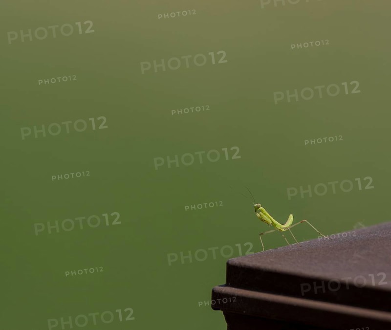 Closeup of baby praying mantis posing for camera on a wooded fence post with a blurred out background