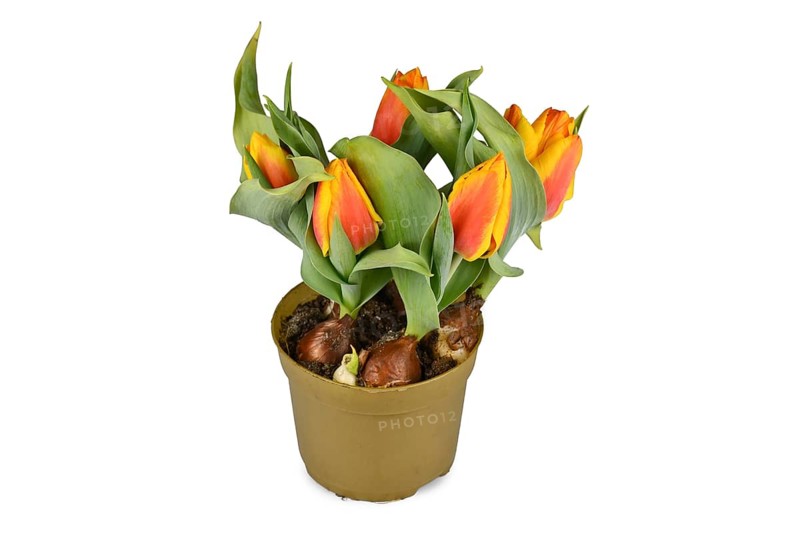 Orange and yellow tulip flowers 'Tulipa Flair' in flower pot on white background