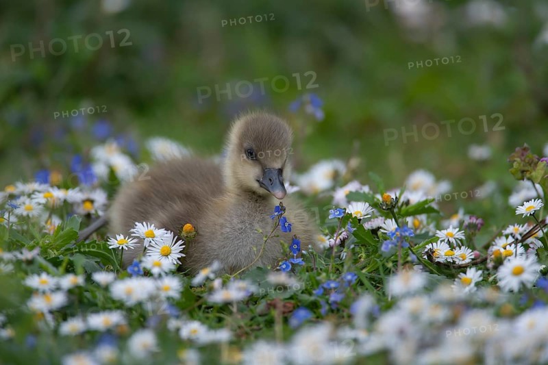 Greylag goose (Anser anser) juvenile baby gosling bird amongst Daisy and Speedwell spring flowers, Norfolk, England, United Kingdom, Europe