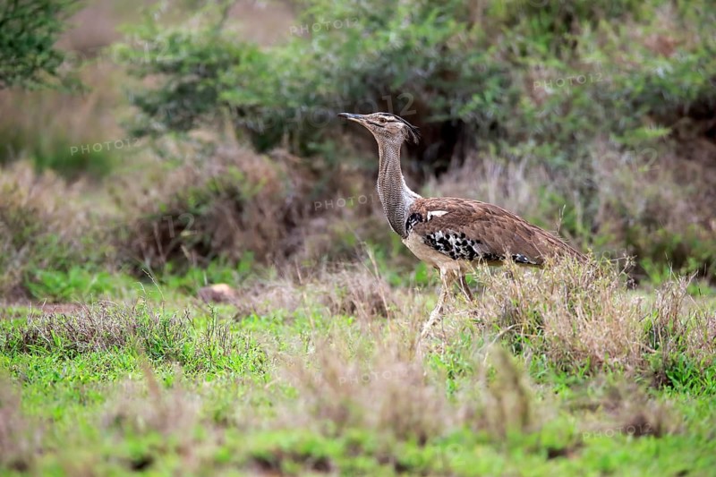 Kori bustard (Ardeotis kori), adult, foraging, vigilant, Kruger National Park, Kruger National Park, South Africa, Africa