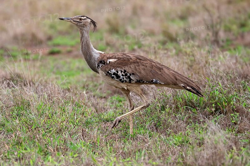Kori bustard (Ardeotis kori), adult, running, foraging, vigilant, Kruger National Park, Kruger National Park, South Africa, Africa