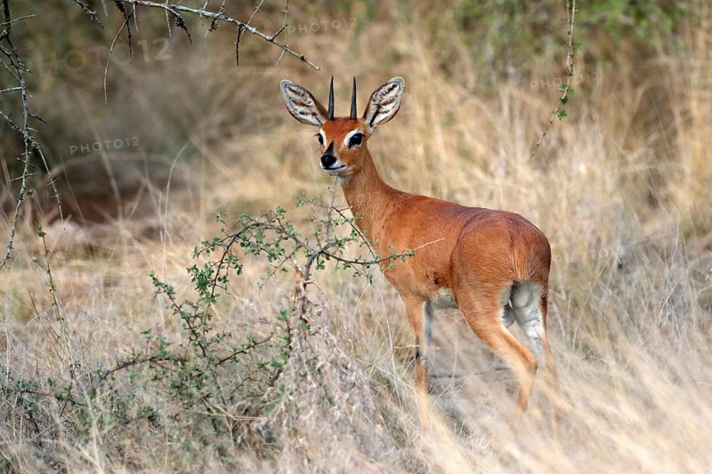 Steenbok (Raphicerus campestris), adult, male, foraging, vigilant, dwarf antelope, Kruger National Park, Kruger National Park, South Africa, Africa
