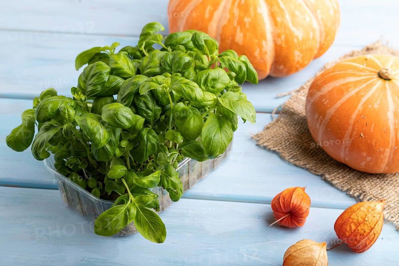 Microgreen sprouts of basil with pumpkin on blue wooden background. Side view, close up