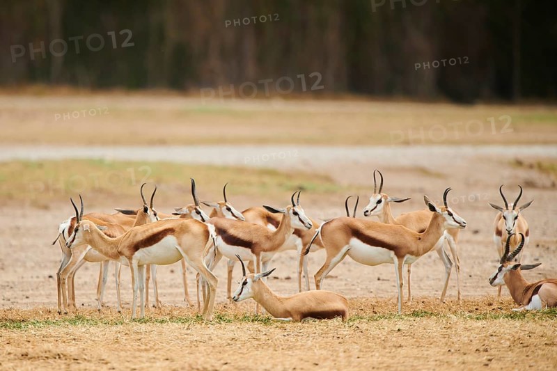 Springbok (Antidorcas marsupialis) herd in the dessert, captive, distribution Africa