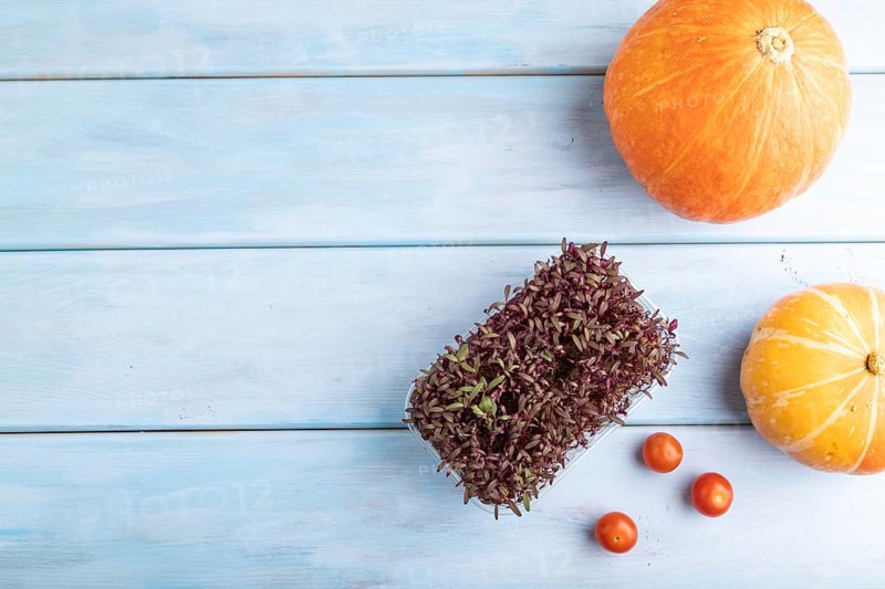 Microgreen sprouts of purple amaranth with pumpkin on blue wooden background. Top view, flat lay, copy space