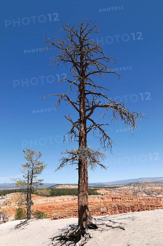 Tree at the canyon rim, Bryce Canyon National Park, Utah, USA, North America