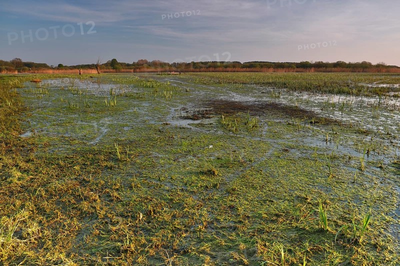 Wetland biotope in the Peene valley, waterlogged meadows, rare habitat for endangered plants and animals, Flusslandschaft Peenetal nature park Park, Mecklenburg-Western Pomerania, Germany, Europe