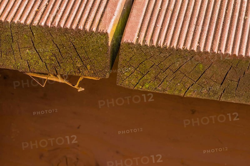 Pray mantis trying to hide on underside of wooden walkway looking at camera