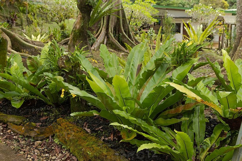 Orchid and bromeliad flower beds in botanical garden, selective focus, copy space, malaysia, Kuching orchid park