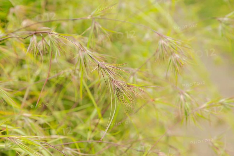 Grass green natural background. Campuhan ridge walk, Bali, Indonesia, track on the hill Travel, tropical, selective focus, Asia