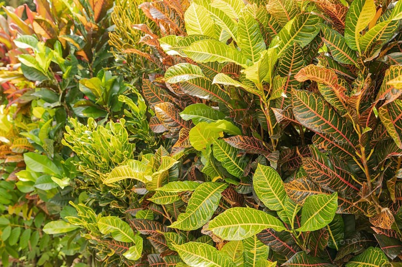 Colorful pink, green, yellow Croton leaves Background, sunny day at tropical park, selective focus, copy space