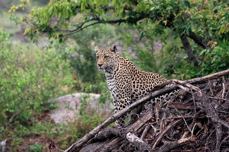 Leopard (Panthera pardus), adult, observed, alert, Sabi Sand Game Reserve, Kruger NP, Kruger National Park, South Africa, Africa