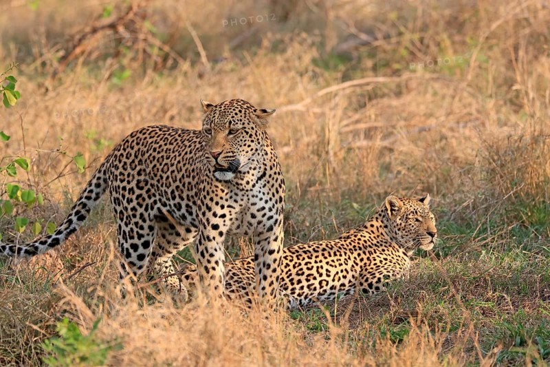 Leopard (Panthera pardus), adult, pair, alert, Sabi Sand Game Reserve, Kruger NP, Kruger National Park, South Africa, Africa