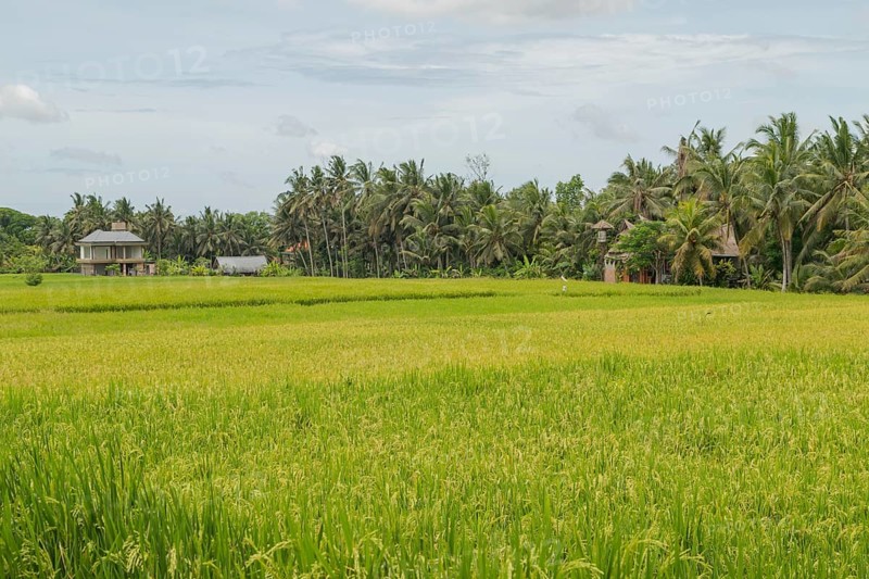 Rice fields in countryside, Ubud, Bali, Indonesia, green grass, large trees, jungle and cloudy sky. Travel, tropical, agriculture, Asia