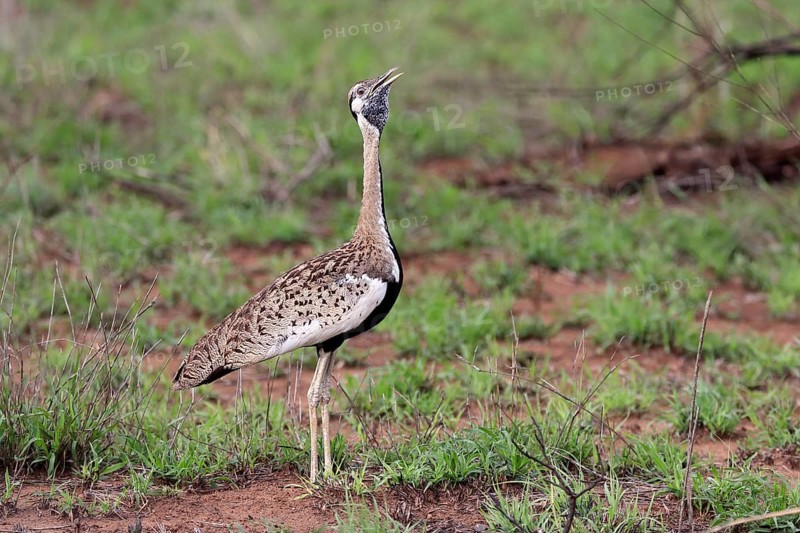 Red-crested Bustard, (Lophotis ruficrista), adult, calling, Kruger National Park, Kruger National Park, South Africa, Africa