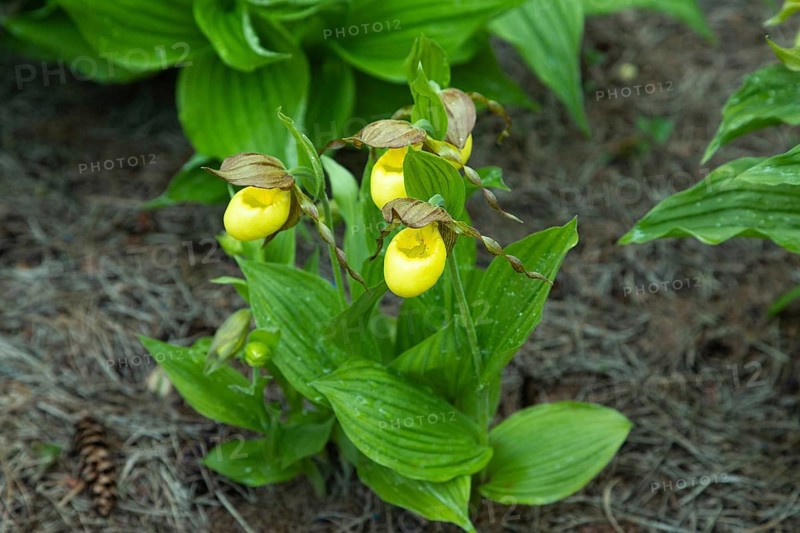 Beautiful orchid flowers of yellow color with green leaves in the garden. Lady's-slipper hybrids. Close up