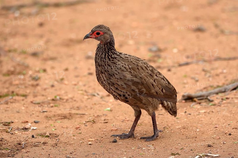 Swainson's spurfowl (Pternistis swainsonii), adult, foraging, vigilant, Kruger National Park, Kruger National Park, South Africa, Africa