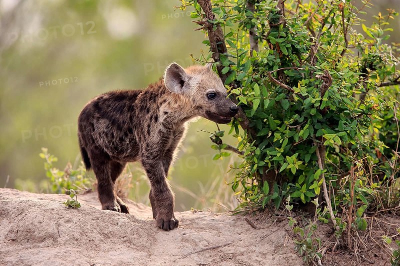 Spotted hyena (Crocuta crocuta), young animal, at the den, vigilant, Kruger National Park, Kruger National Park, South Africa, Africa