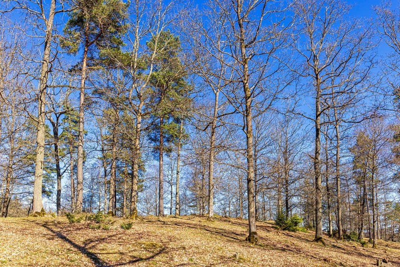 Grove of trees on a hill a sunny day at springtime