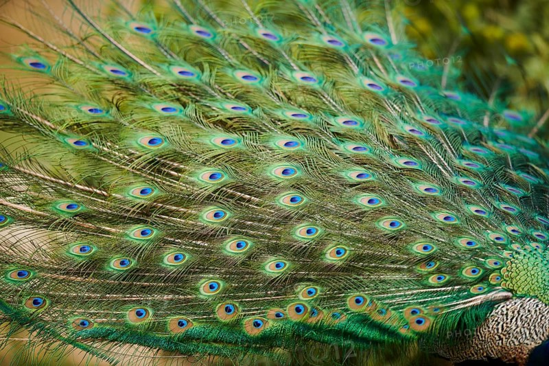Indian peafowl (Pavo cristatus), feathers, eyes, tail, detail, France, Europe