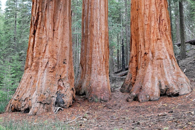 Sequoias in Mariposa Grove, Yosemite National Park, California, USA, North America