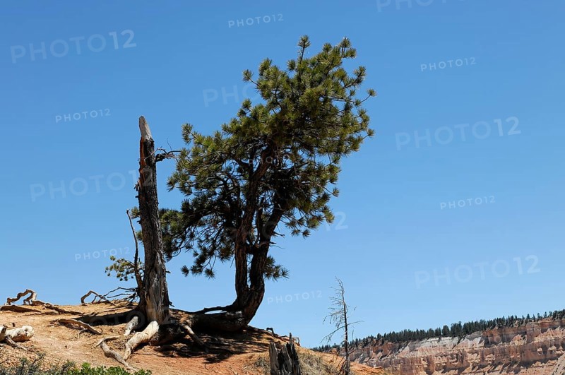 Tree at the canyon rim, Bryce Canyon National Park, Utah, USA, North America