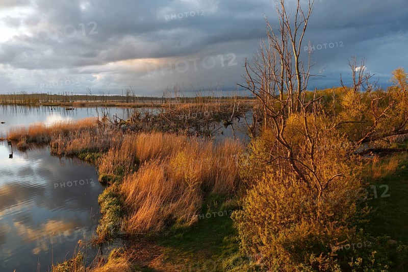 Wetland biotope in the Peene Valley, overwatered meadows, rare habitat for endangered plants and animals, Grosser Rosin nature reserve, rewetting of agricultural land, important breeding area for rare birds, Peene Valley River Landscape nature park Park, Mecklenburg-Western Pomerania, Germany, Europe