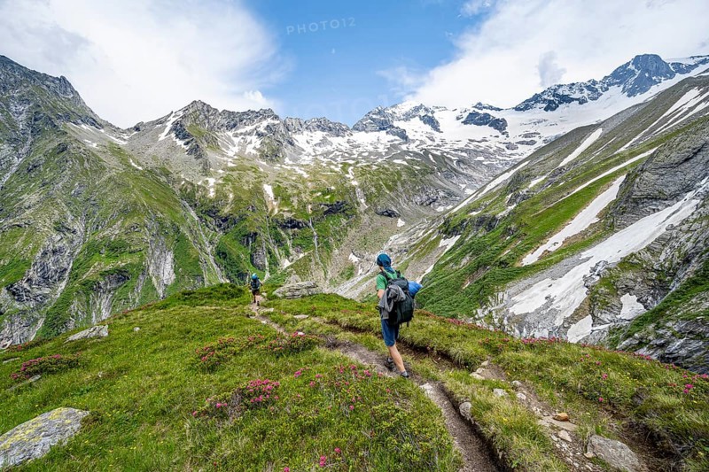 Mountaineer on hiking trail in picturesque mountain landscape with blooming alpine roses, in the background mountain peak Grosser Loeffler and Oestliche Floitenspitze with glacier Floitenkees, valley Floitengrund, Berliner Hoehenweg, Zillertal Alps, Tyrol, Austria, Europe