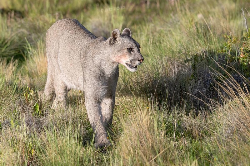 Cougar (Cougar concolor), silver lion, mountain lion, cougar, panther, small cat, Torres del Paine National Park, Patagonia, end of the world, Chile, South America