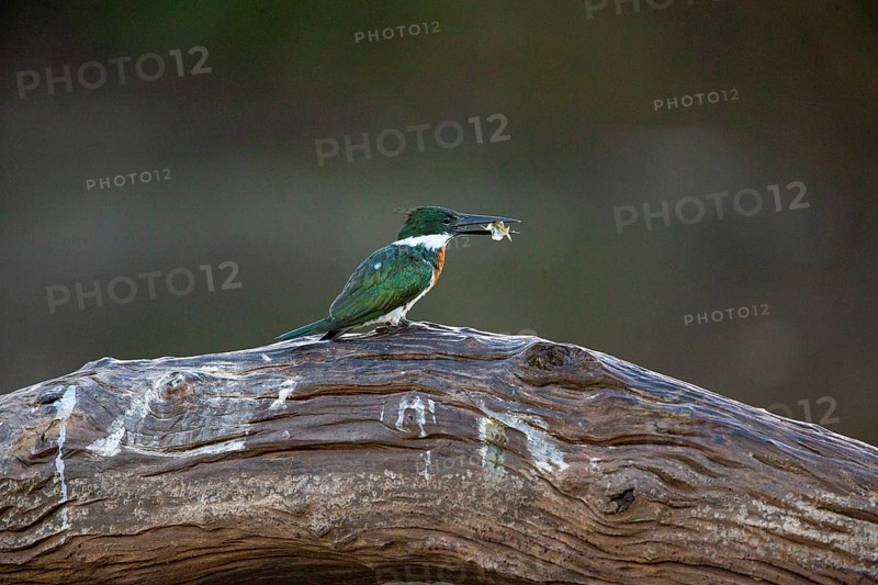 Amazon kingfisher (Chloroceryle amazona) Pantanal Brazil