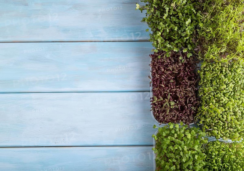 Set of boxes with microgreen sprouts of amaranth, rucola, watercress, mustard, mizuna and kohlrabi cabbage on blue wooden background. Top view, flat lay, copy space