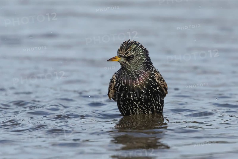 European starling (Sturnus vulgaris) adult bird bathing in a shallow puddle, Dorset, England, United Kingdom, Europe
