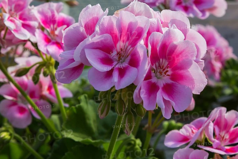 Pink and red Geranium (Pelargonium) in summer, Quebec, Canada, North America