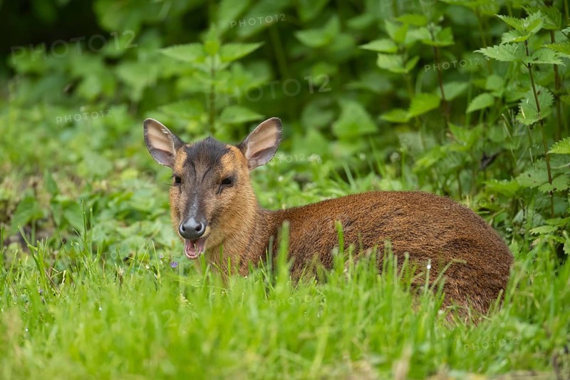 Muntjac deer (Muntiacus reevesi) adult sitting in grassland, Norfolk, England, United Kingdom, Europe
