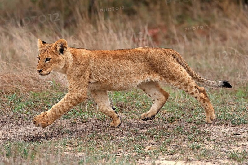 Lion (Panthera leo), young, stalking, running, alert, Sabi Sand Game Reserve, Kruger National Park, Kruger National Park, South Africa, Africa