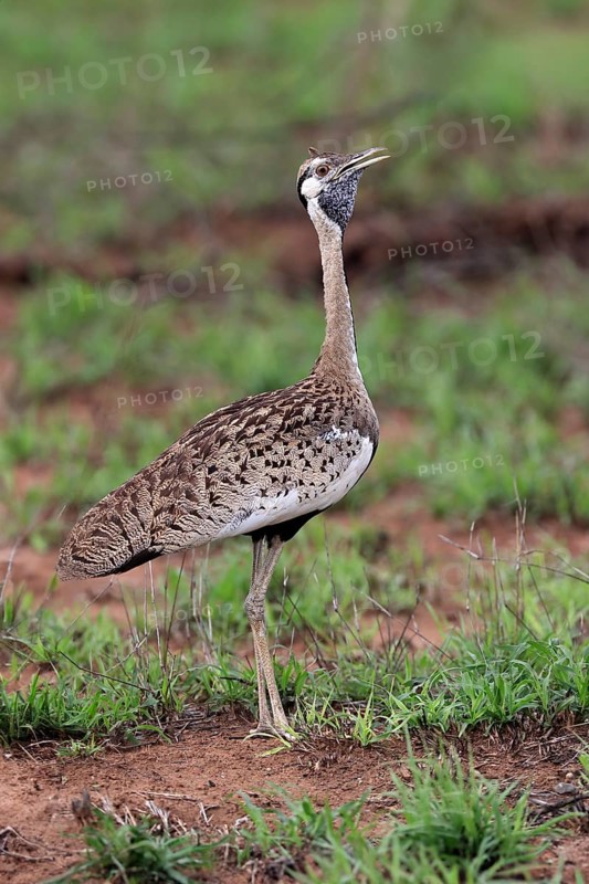 Red-crested Bustard, (Lophotis ruficrista), adult, calling, Kruger National Park, Kruger National Park, South Africa, Africa