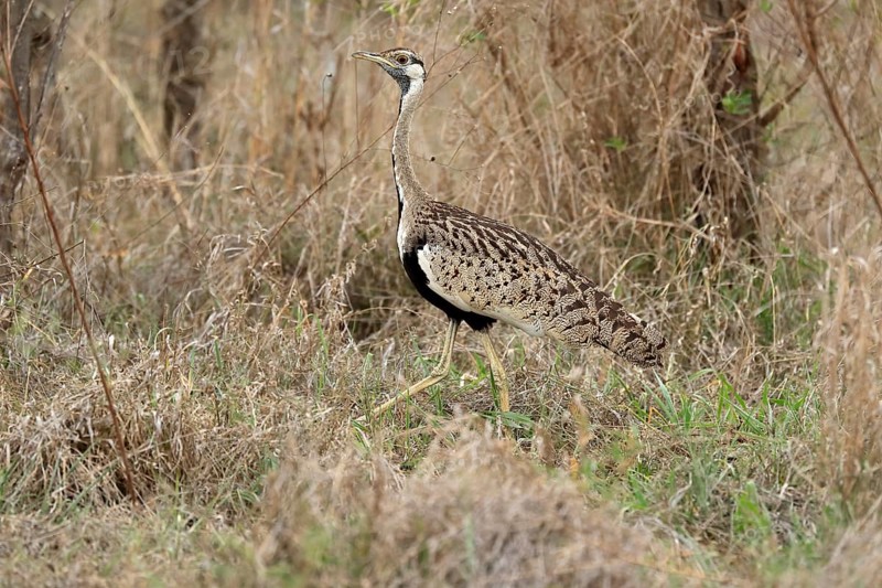 Black-bellied bustard (Lissotis melanogaster), adult, male, foraging, alert, Sabi Sand Game Reserve, Kruger National Park, Kruger National Park, South Africa, Africa