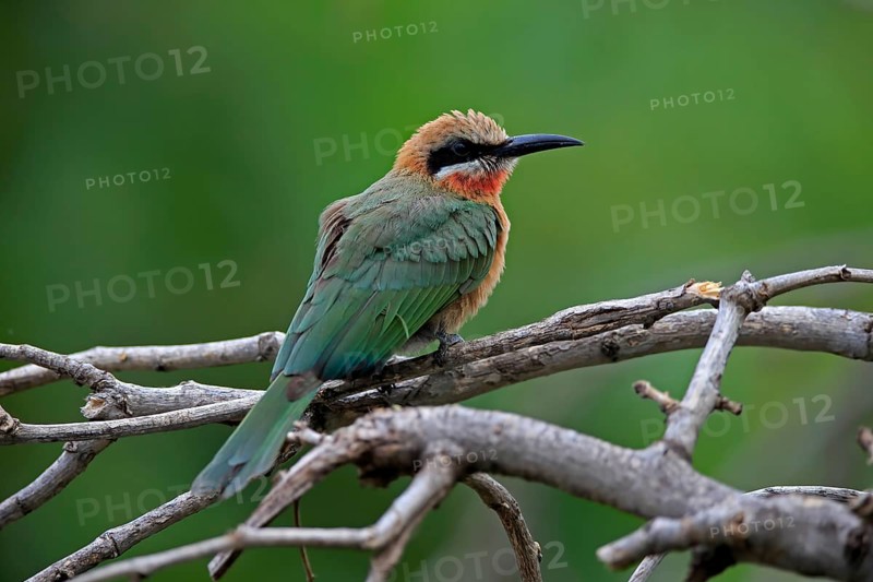 White-fronted bee-eater (Merops bullockoides), adult, on wait, Kruger National Park, Kruger National Park, South Africa, Africa