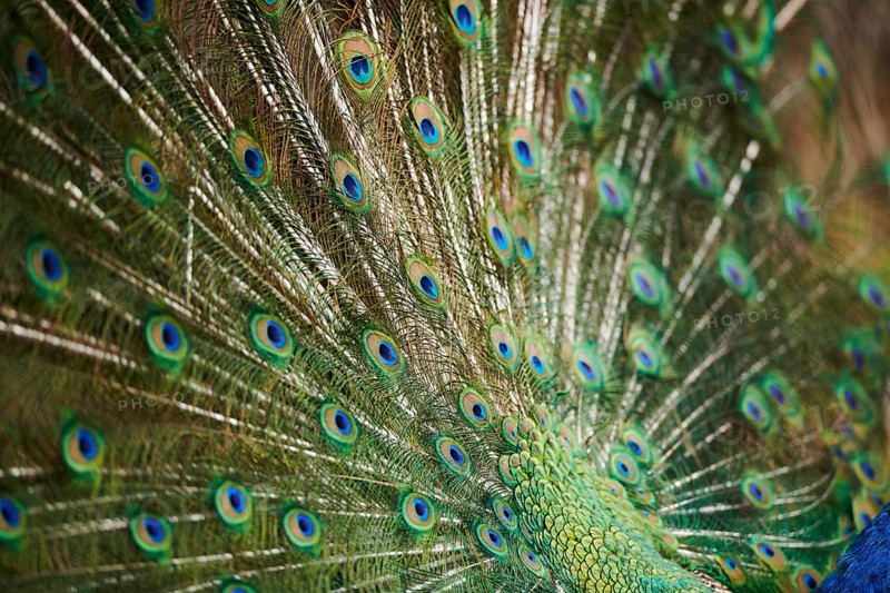 Indian peafowl (Pavo cristatus), feathers, eyes, tail, detail, France, Europe