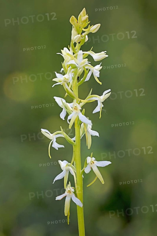 Greenish forest hyacinth orchid